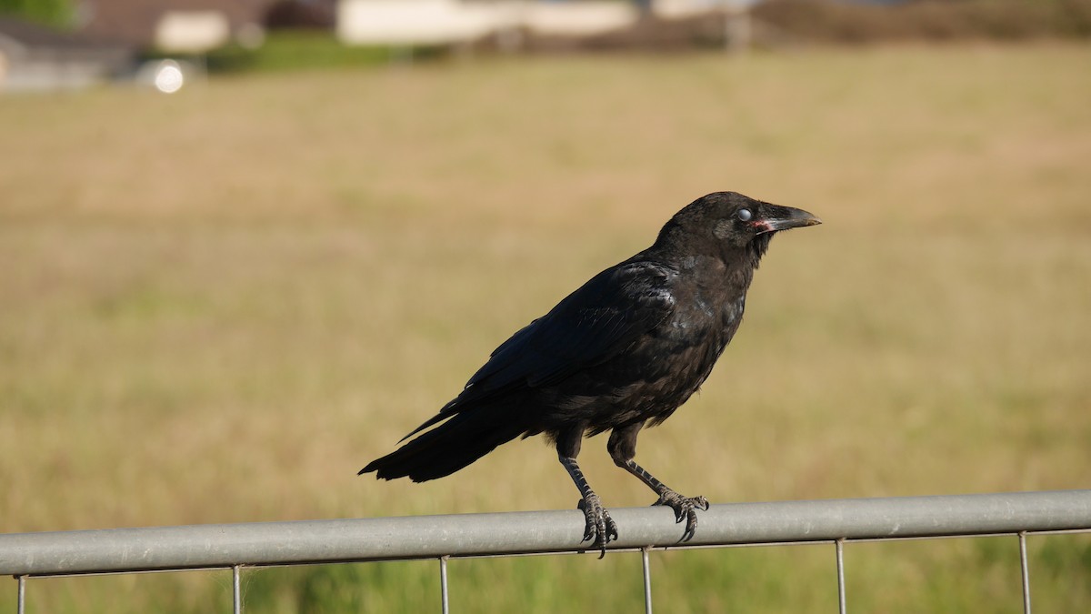 Little Raven - ML646229116