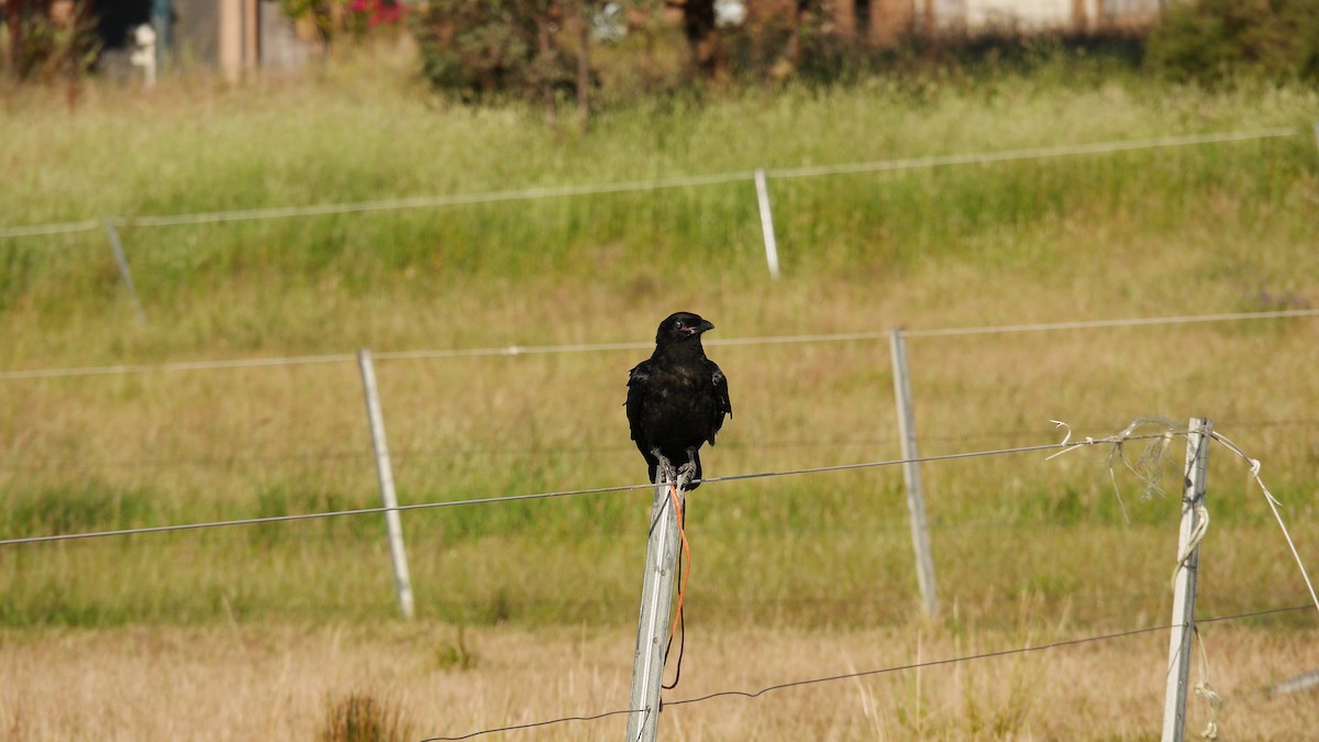 Little Raven - ML646229117