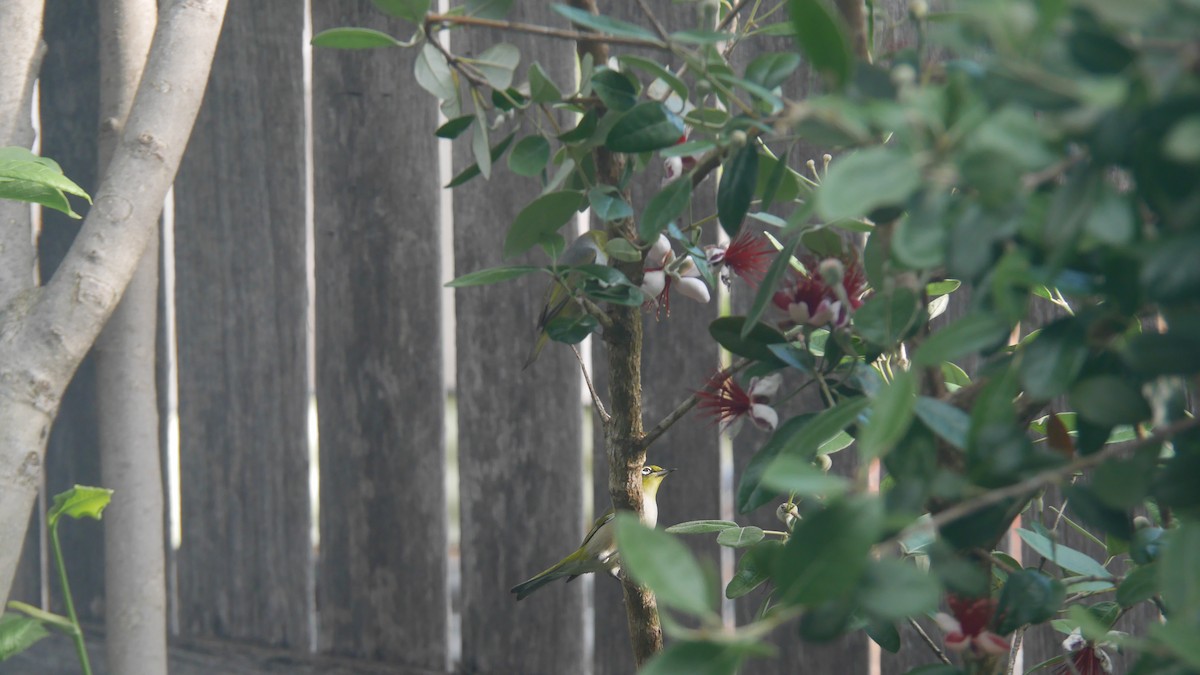 Silvereye - ML646229119