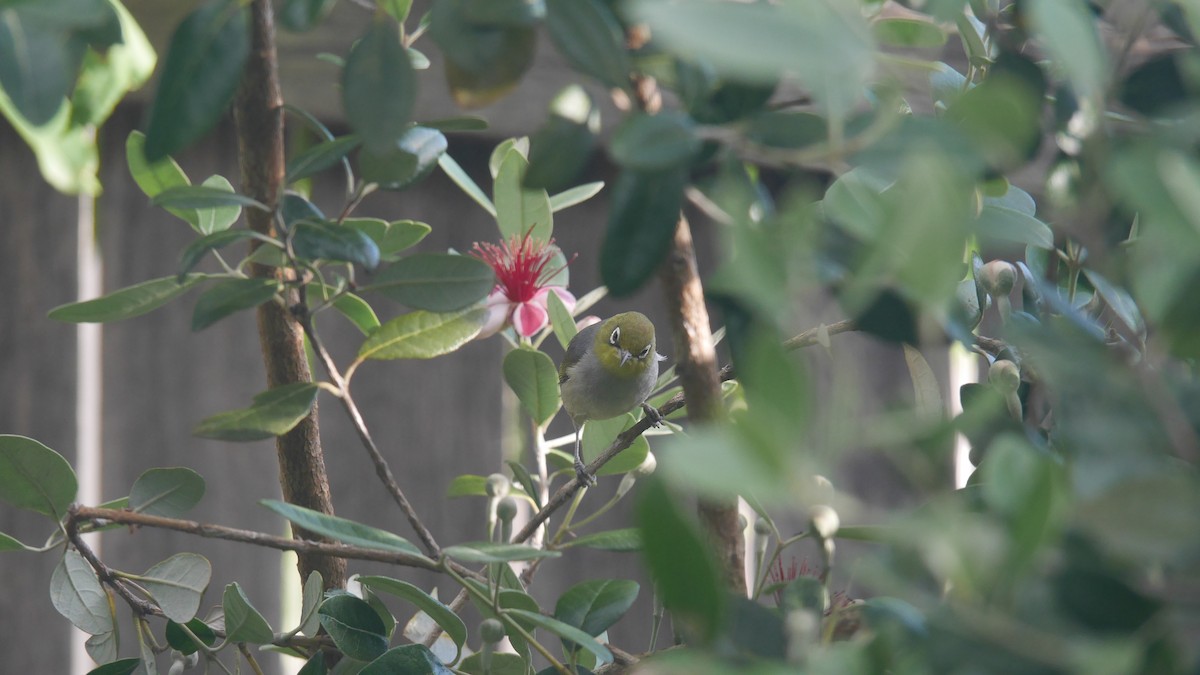 Silvereye - ML646229120