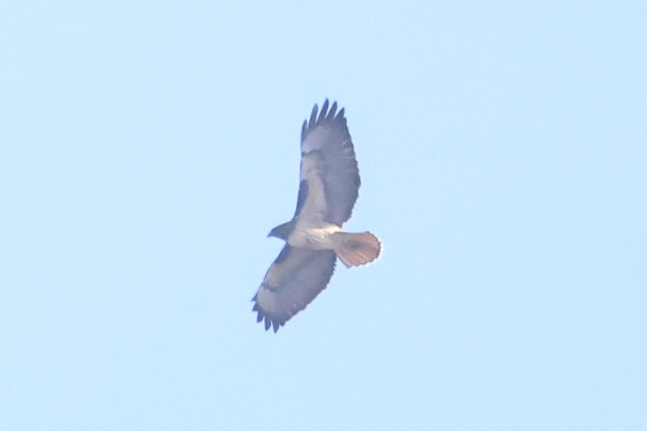 Zapelatz buztangorria - ML646229121