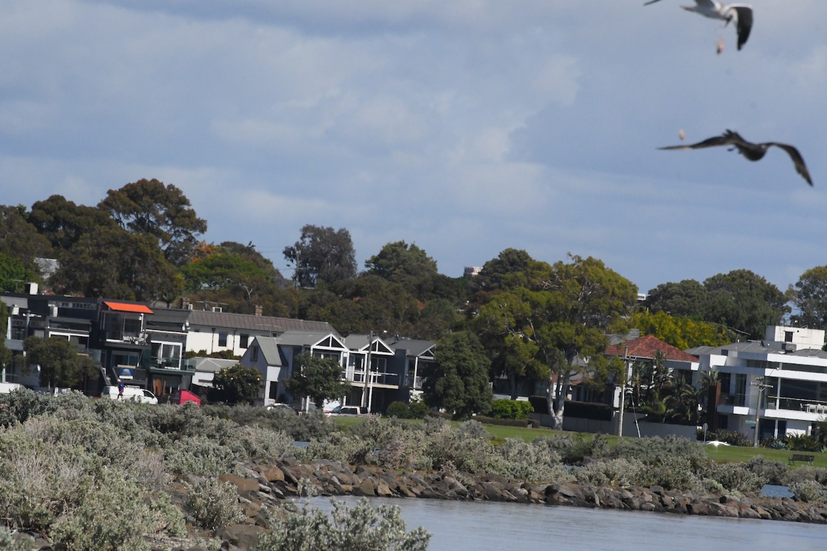 Zilar-antxeta - ML646229122