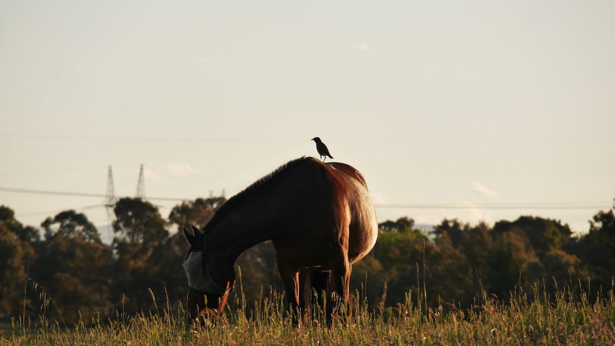 Hartxori tristea - ML646229123