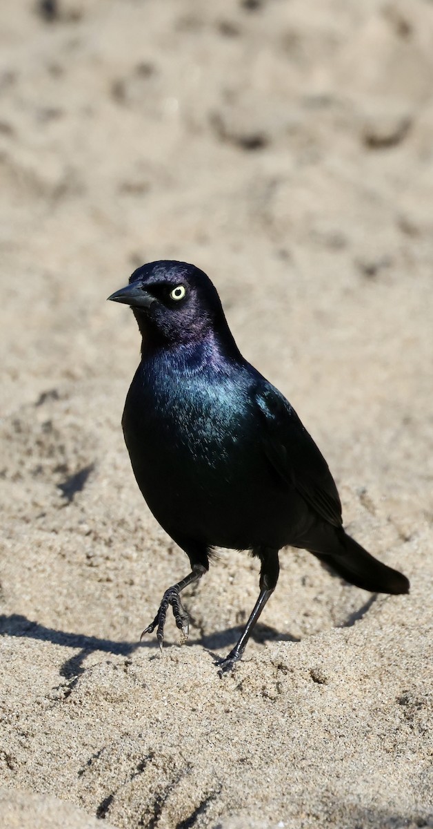 Brewer's Blackbird - ML646229124