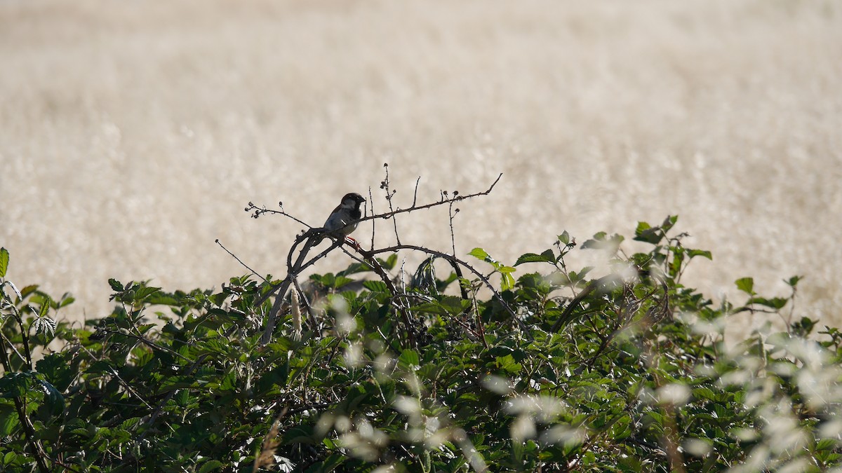 Etxe-txolarrea - ML646229125