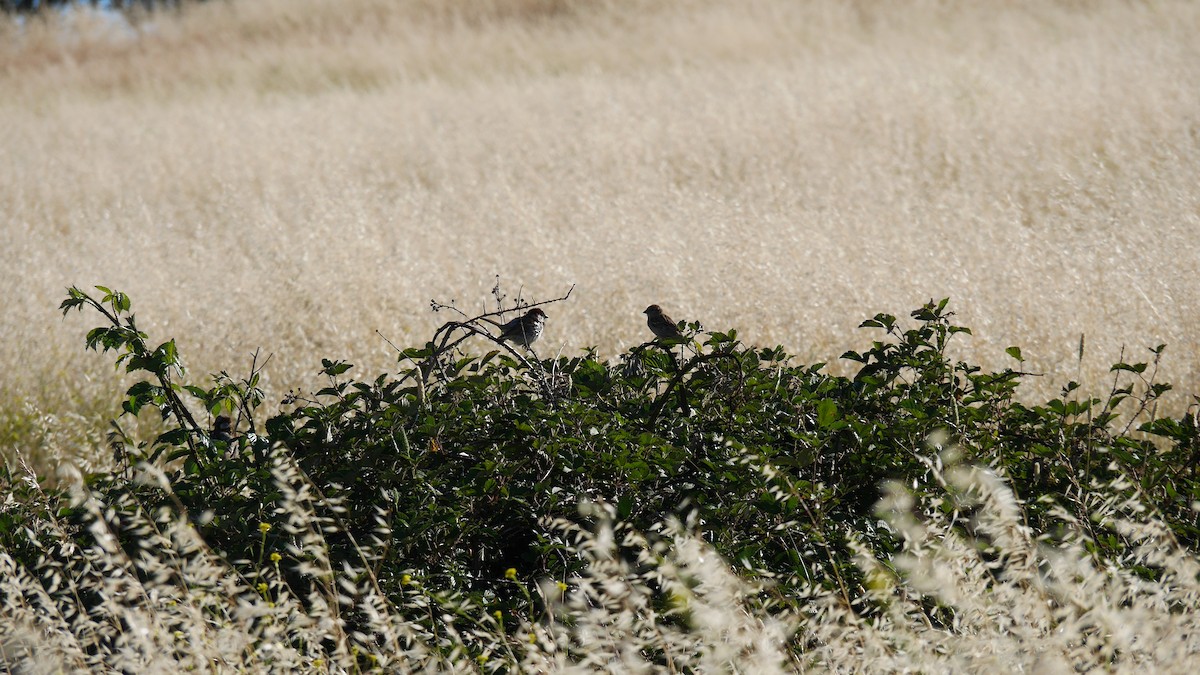 Etxe-txolarrea - ML646229126
