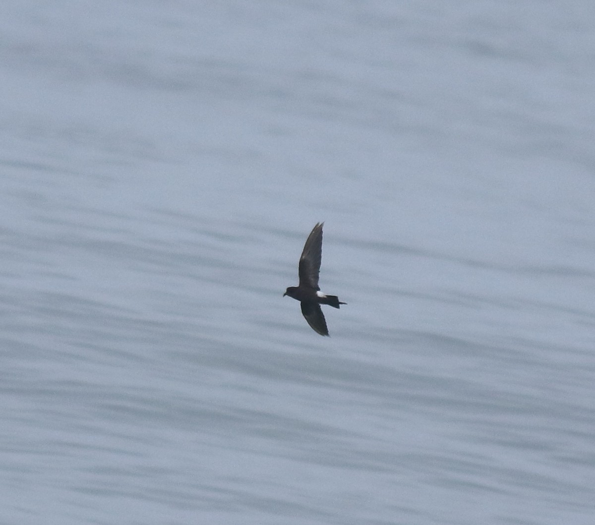 Wilson ekaitz-txoria - ML646229127