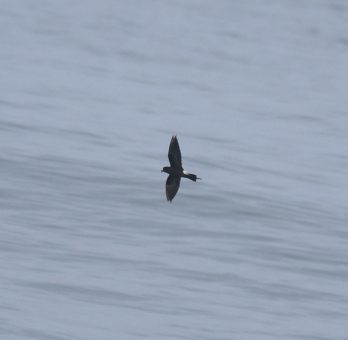 Buntfuß-Sturmschwalbe - ML646229128