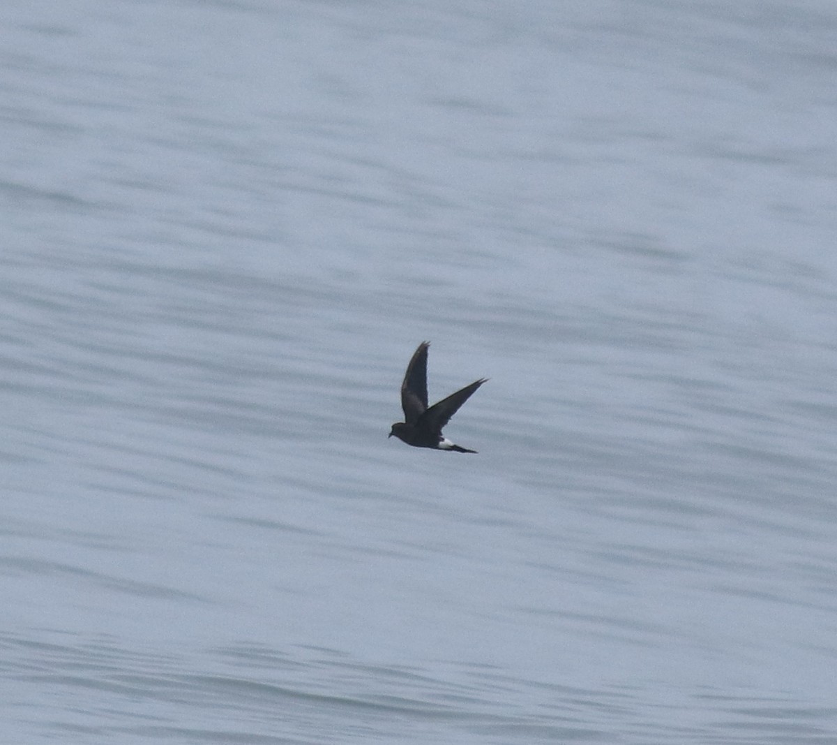 Buntfuß-Sturmschwalbe - ML646229129