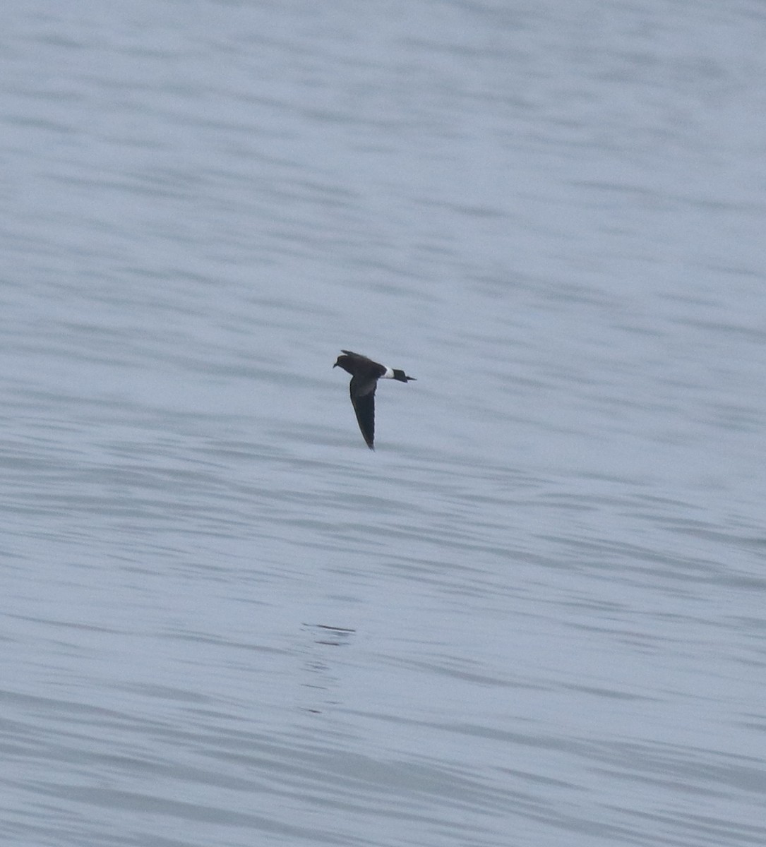 Buntfuß-Sturmschwalbe - ML646229131