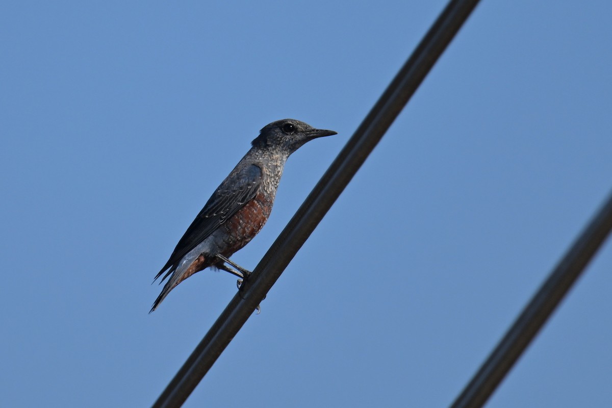 Blaumerle (philippensis) - ML646229132