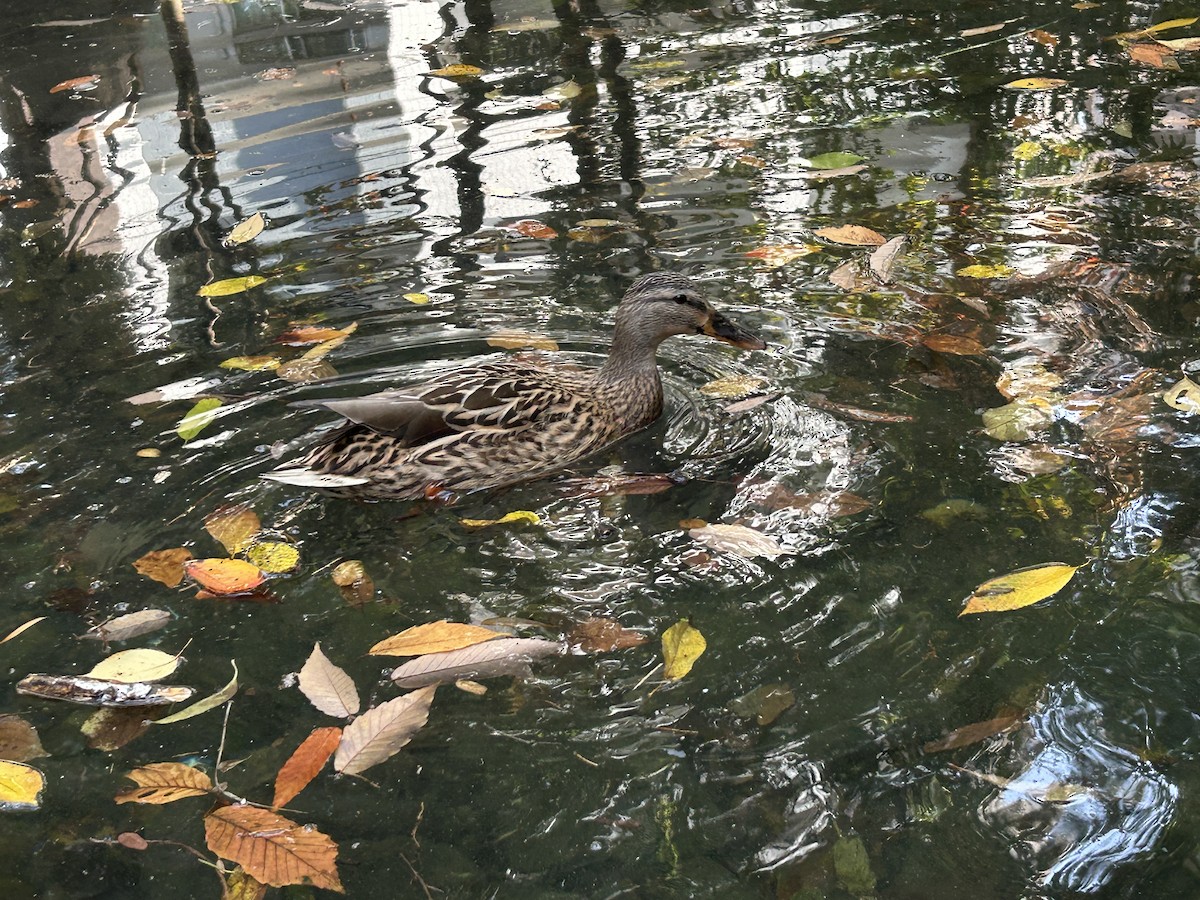 Basahatea - ML646229133