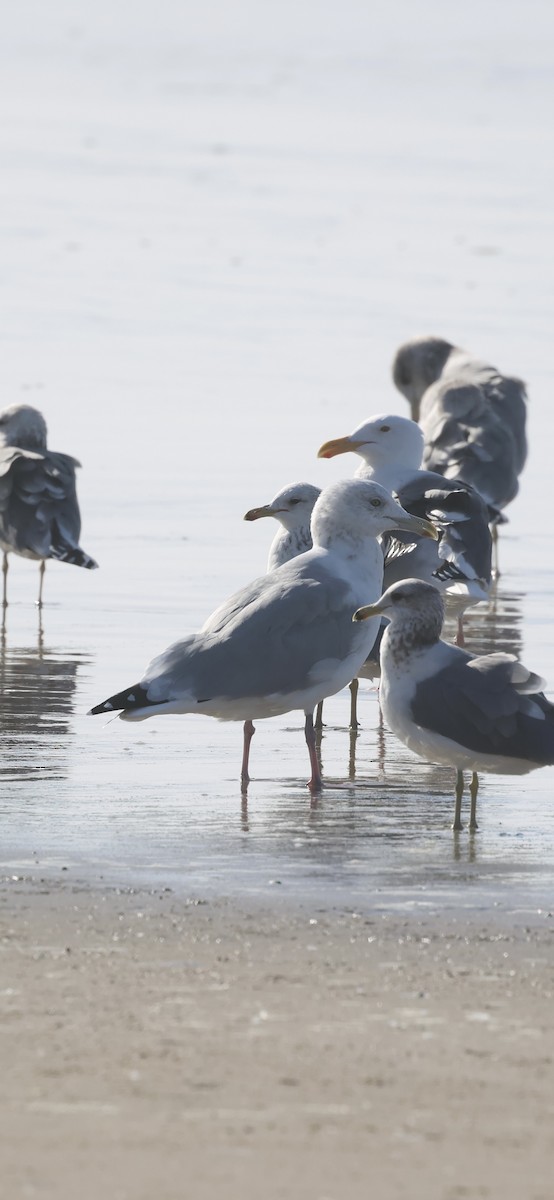 Kanadamöwe - ML646229136