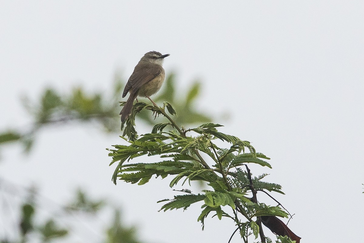 Rahmbrustprinie - ML646229139