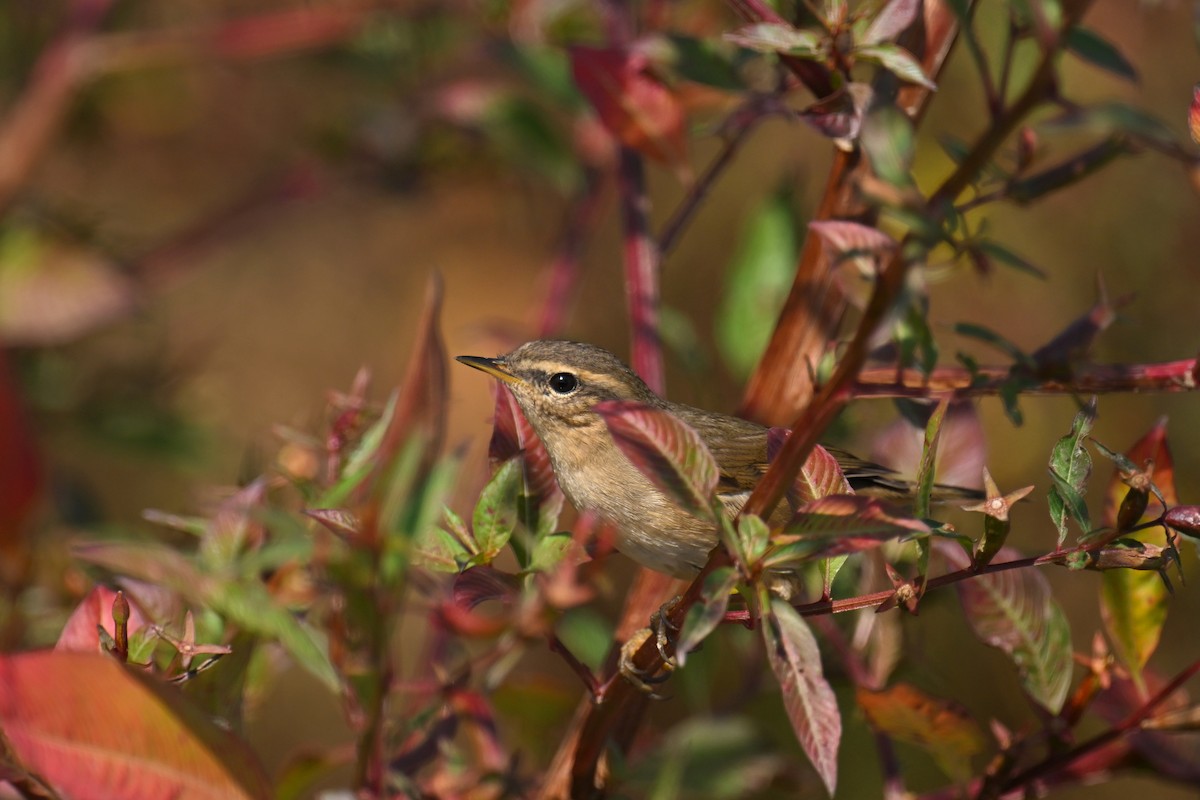 Dunkellaubsänger - ML646229140