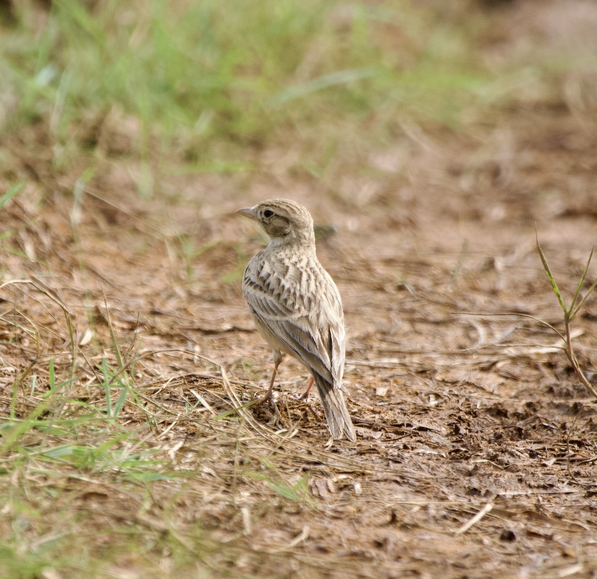 Chinalerche - ML646229141