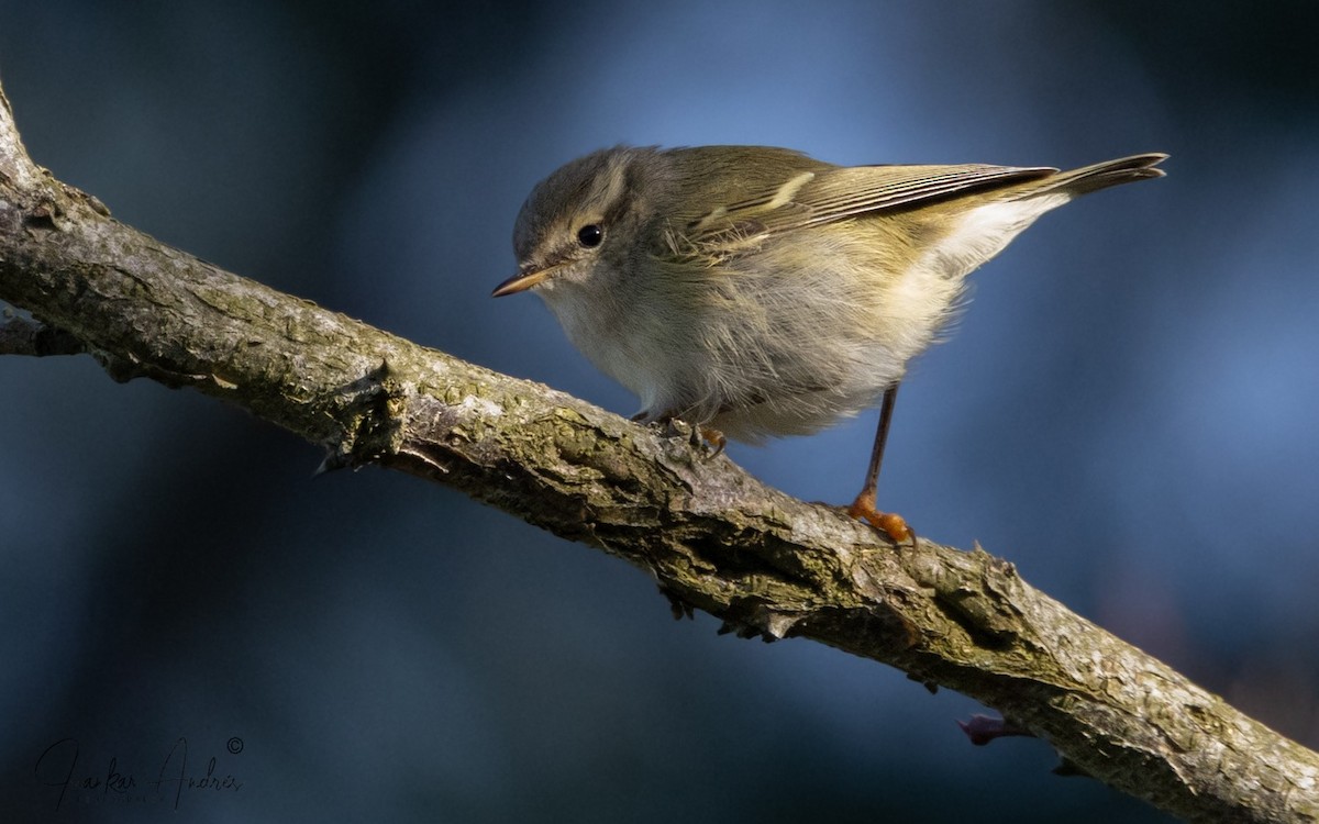 Вівчарик алтайський - ML646229143