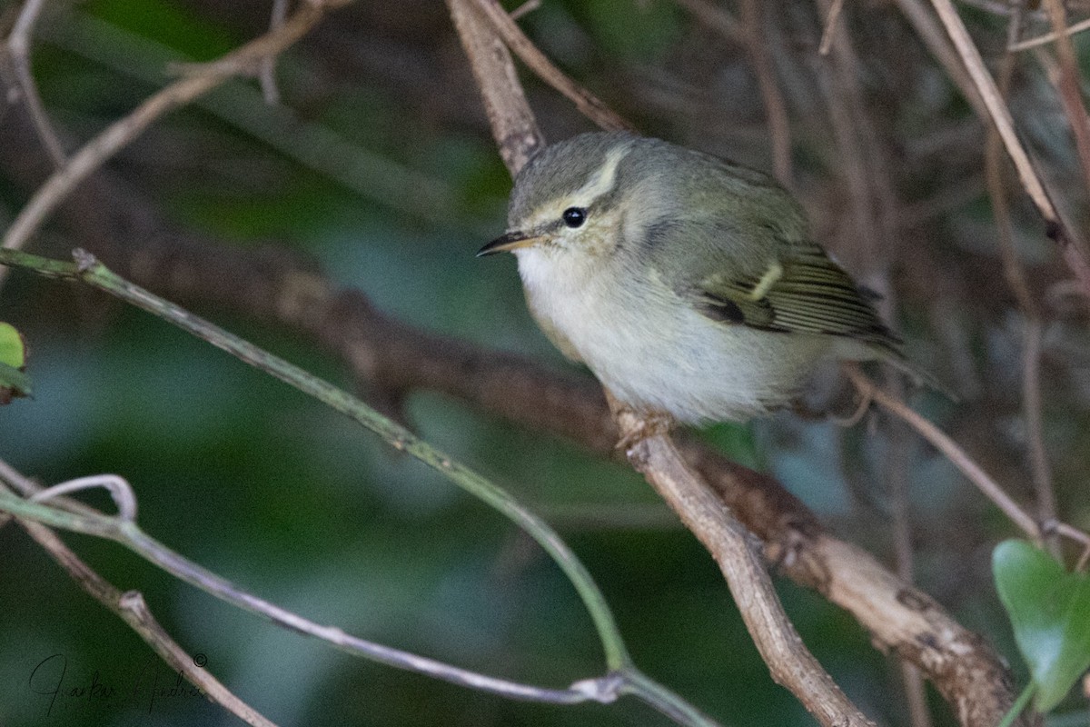Вівчарик алтайський - ML646229144
