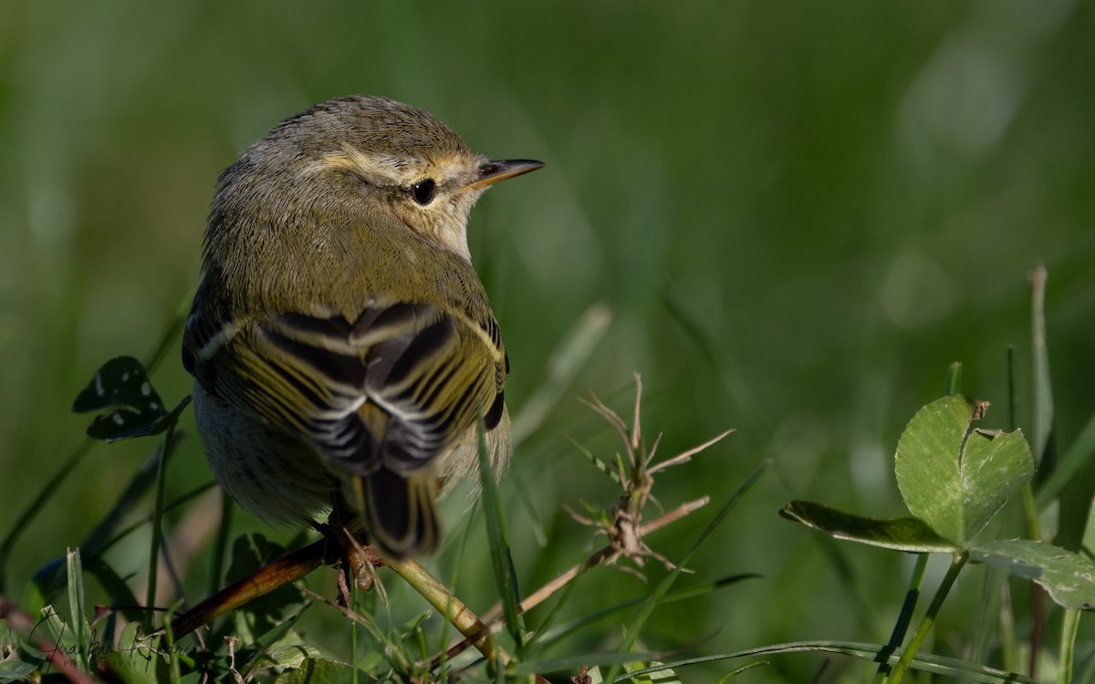 Вівчарик алтайський - ML646229145
