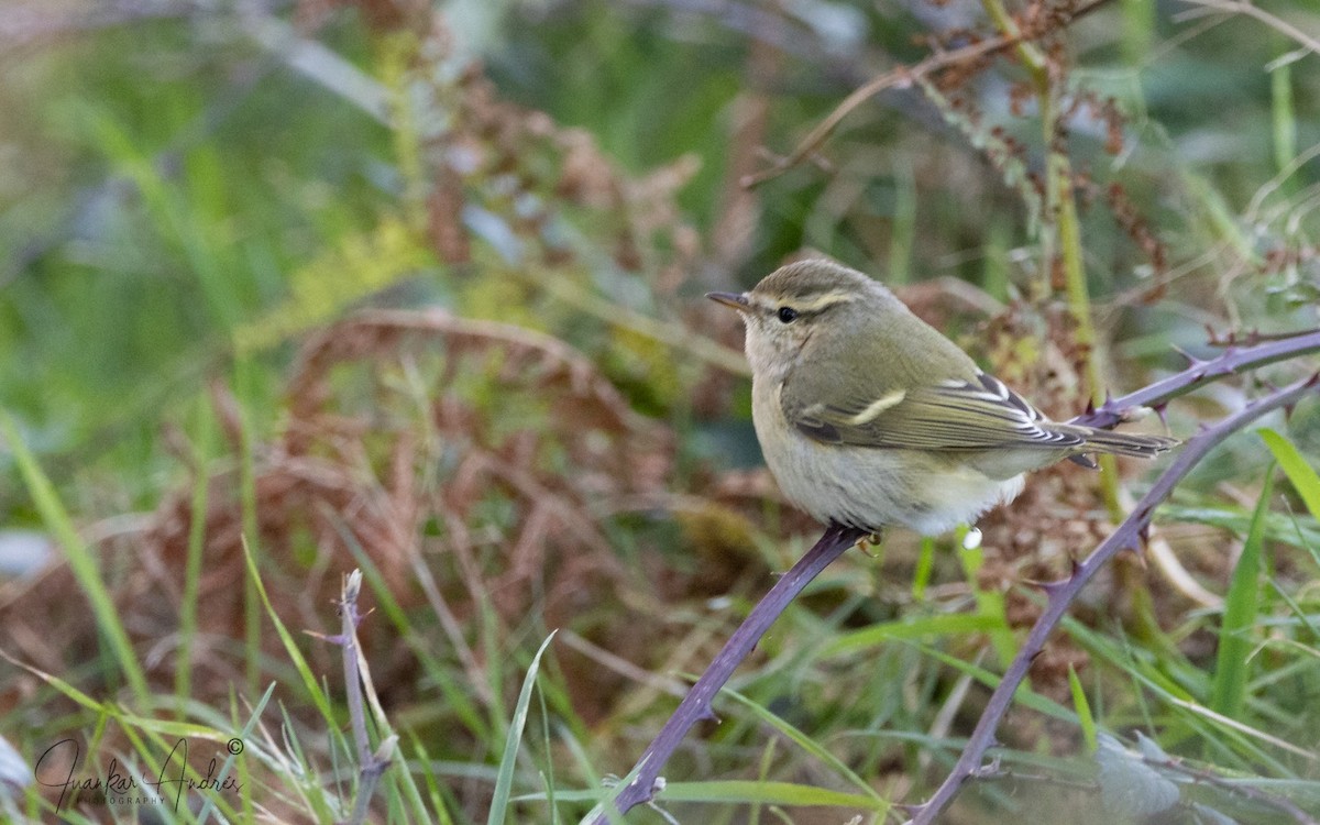 Вівчарик алтайський - ML646229146
