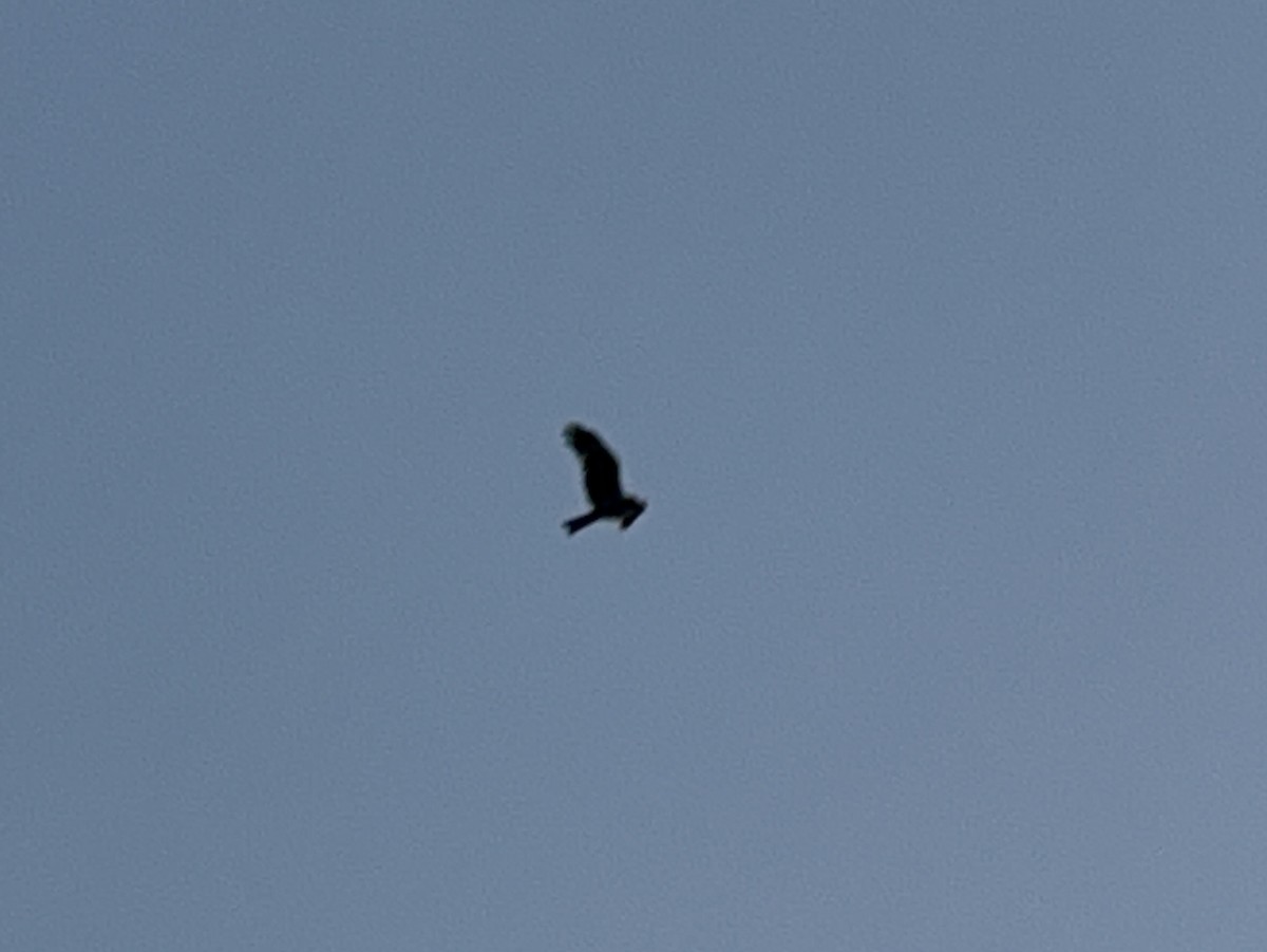 Schwarzmilan - ML646229147