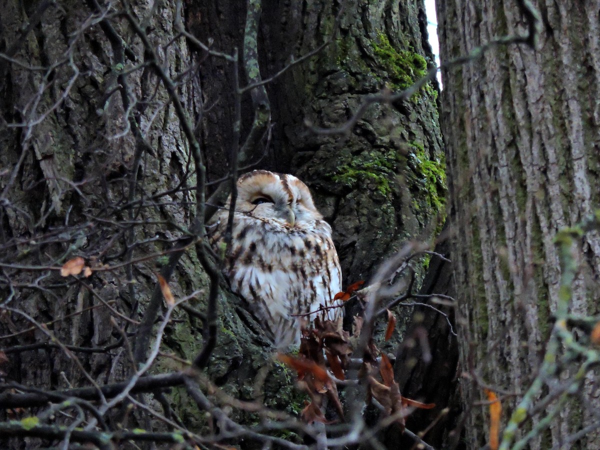 Waldkauz - ML646229149