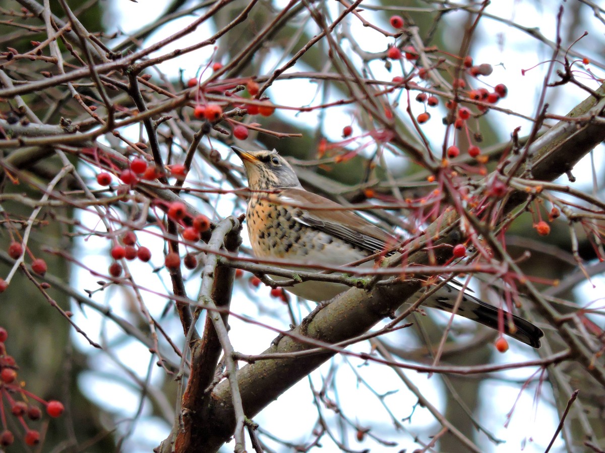 Wacholderdrossel - ML646229150