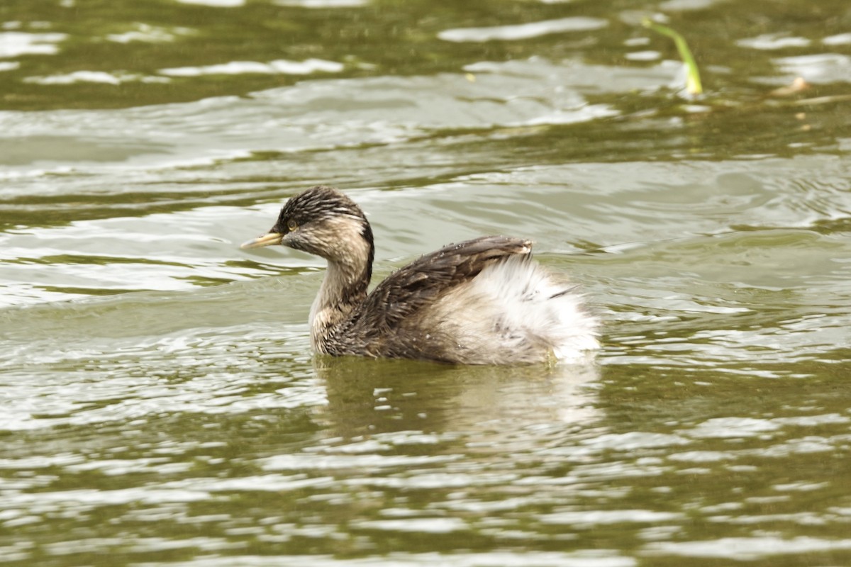 Haarschopftaucher - ML646229152