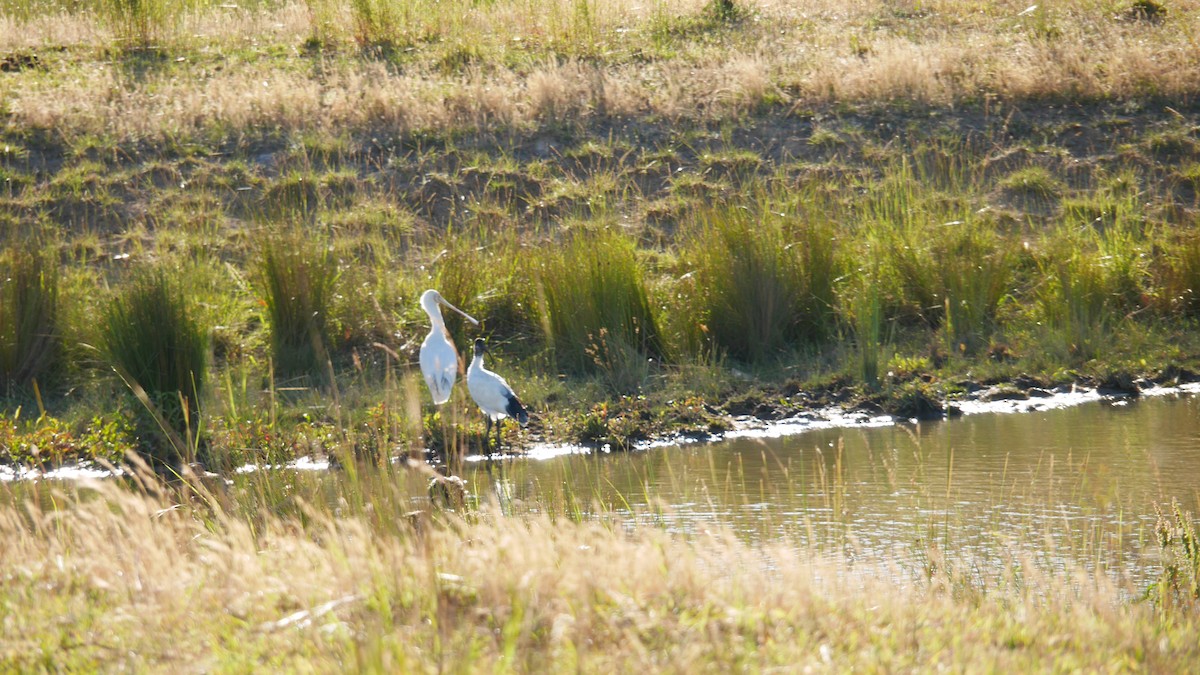 Yellow-billed Spoonbill - ML646229153