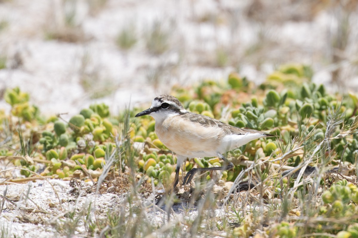 Kittlitz's Plover - ML646229155