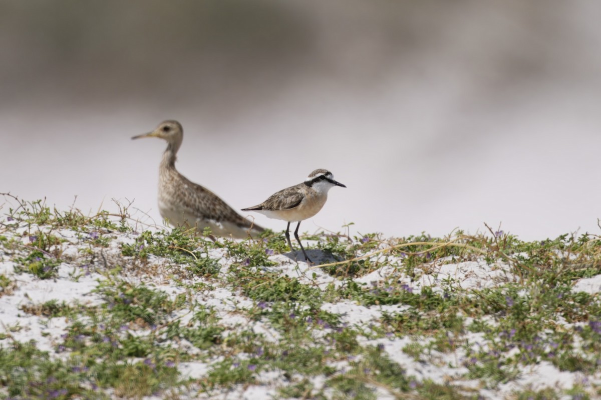 Kittlitz's Plover - ML646229156