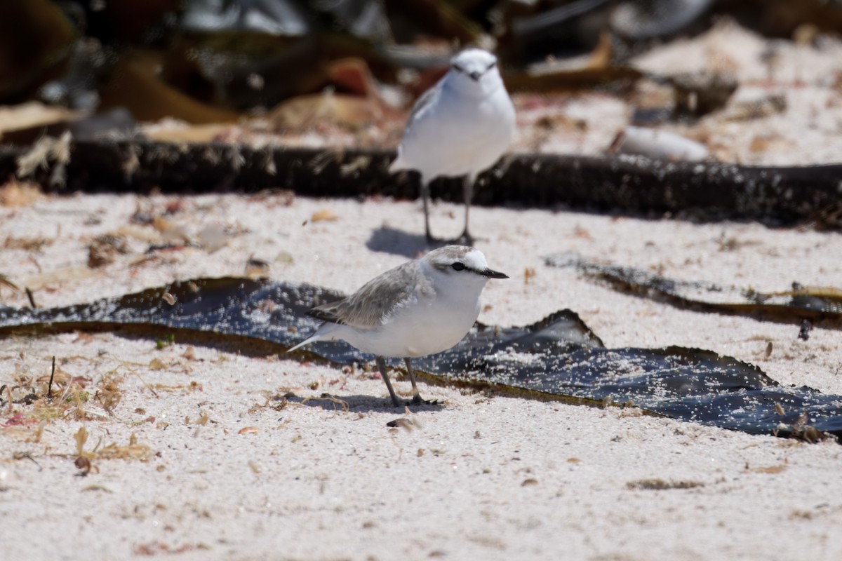 White-fronted Plover - ML646229157