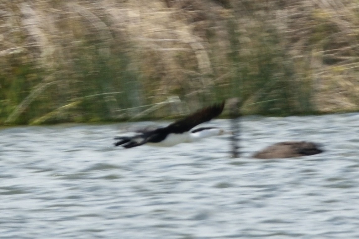 Pied Cormorant - ML646229158