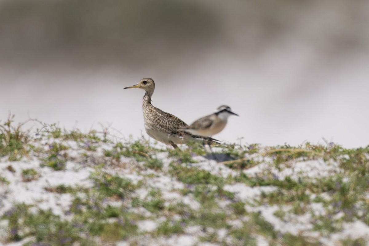 Upland Sandpiper - ML646229159