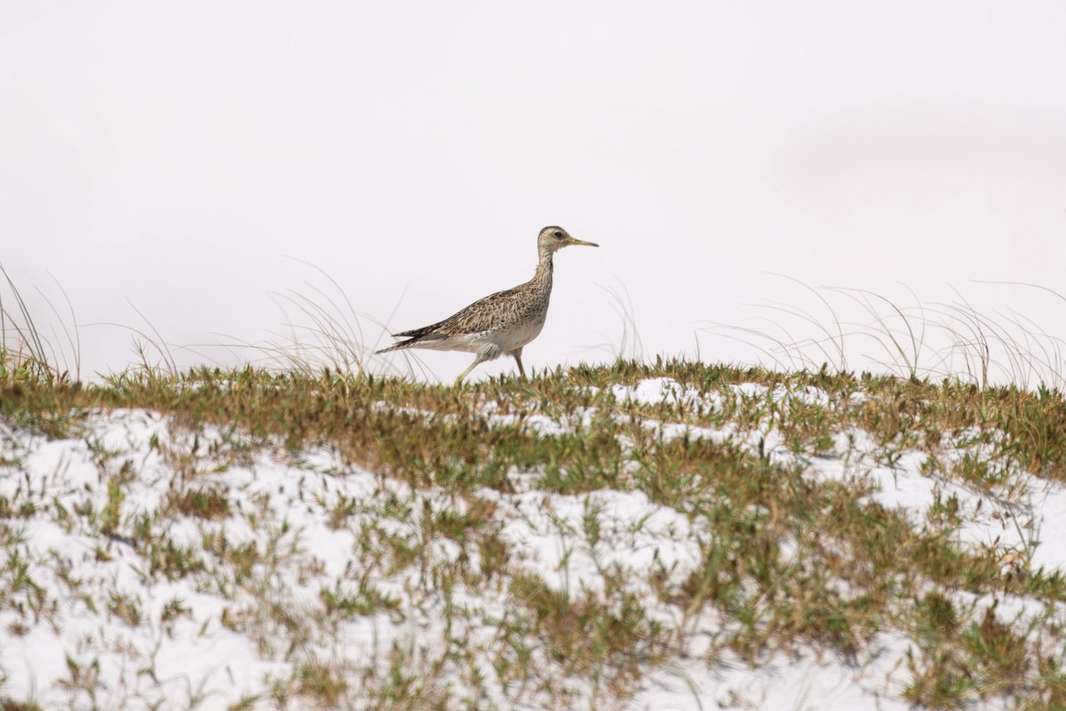 Upland Sandpiper - ML646229160