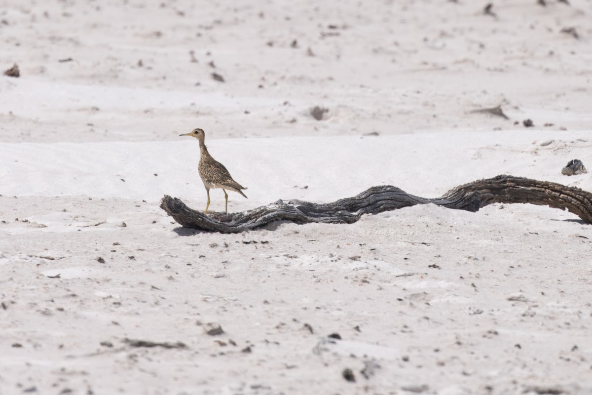 Upland Sandpiper - ML646229161