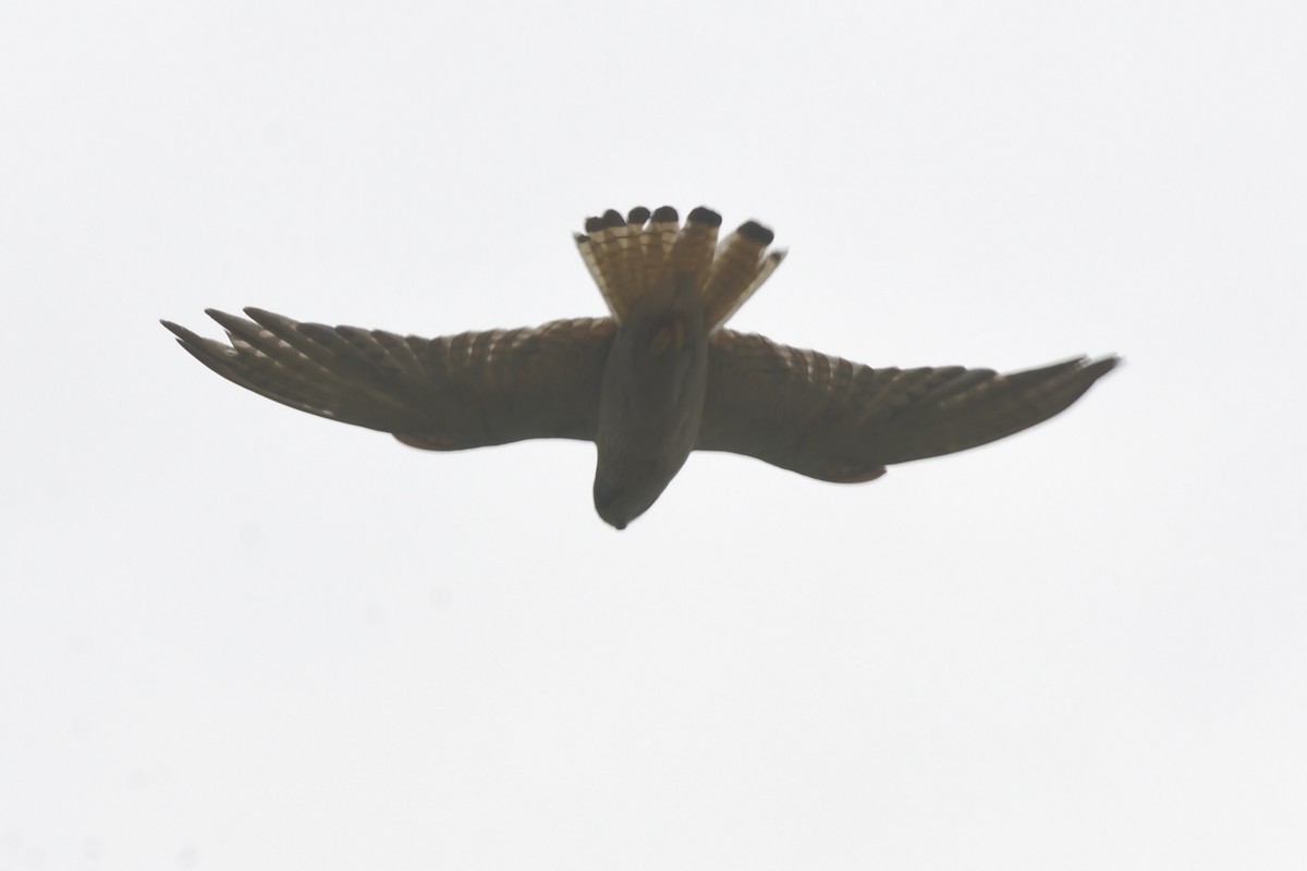 Nankeen Kestrel - ML646229162