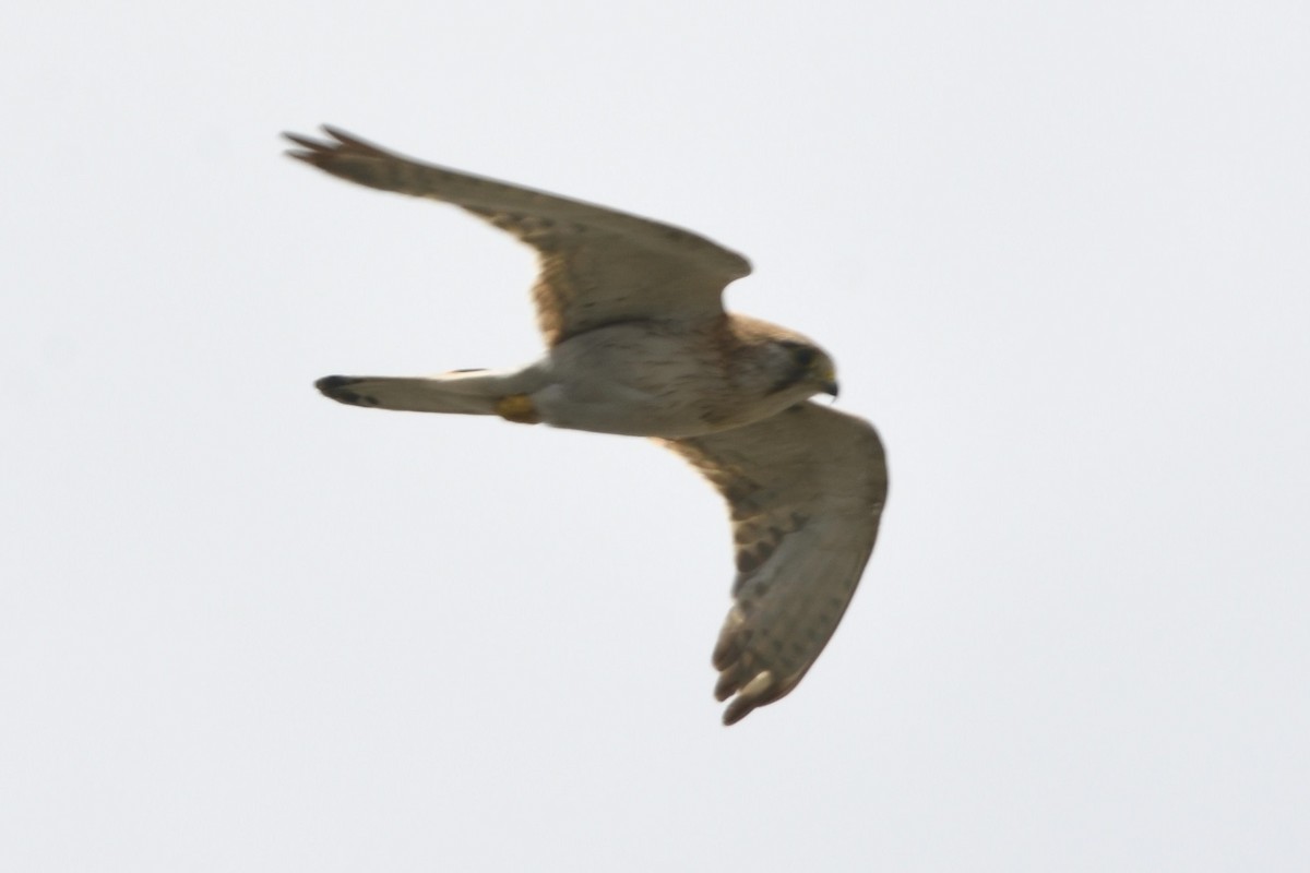 Nankeen Kestrel - ML646229163