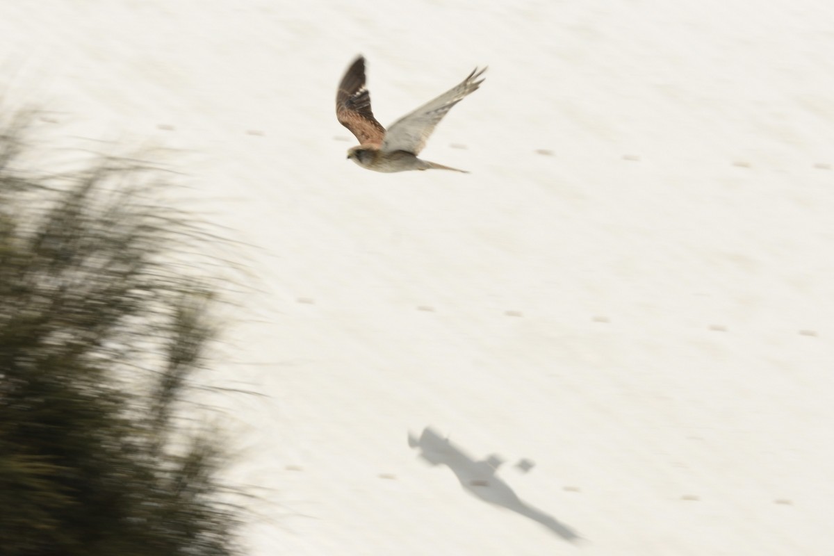 Nankeen Kestrel - ML646229164