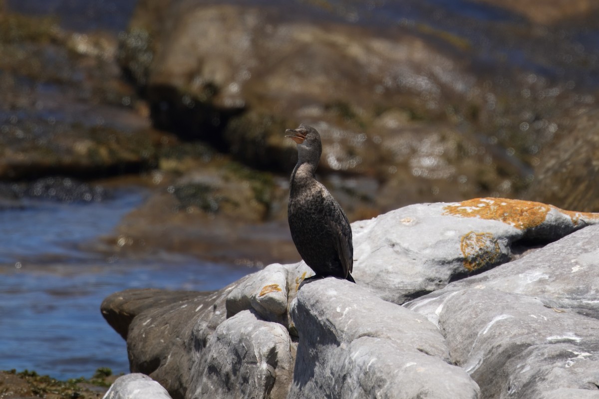 Crowned Cormorant - ML646229165