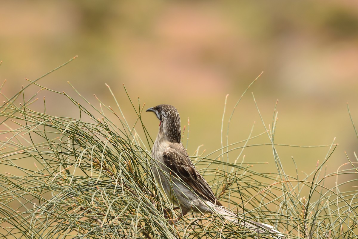 Red Wattlebird - ML646229166