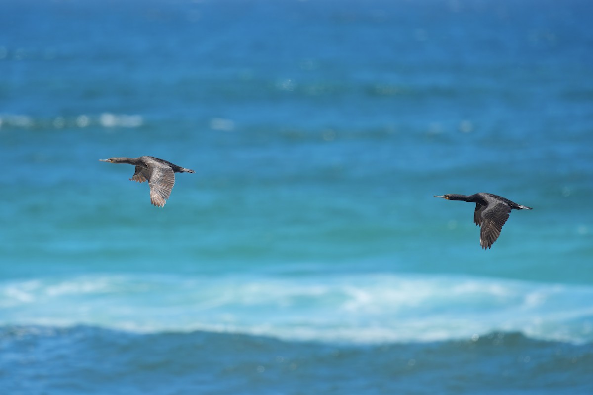 Cape Cormorant - ML646229167