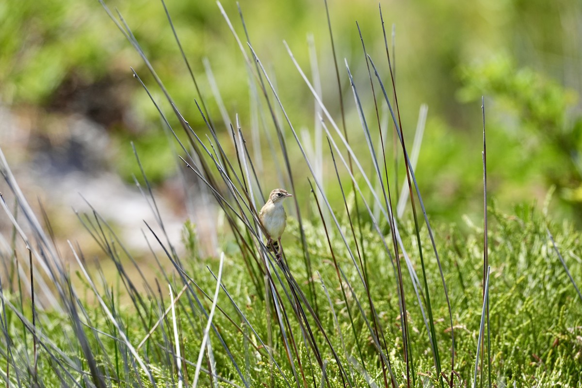 Zitting Cisticola - ML646229168