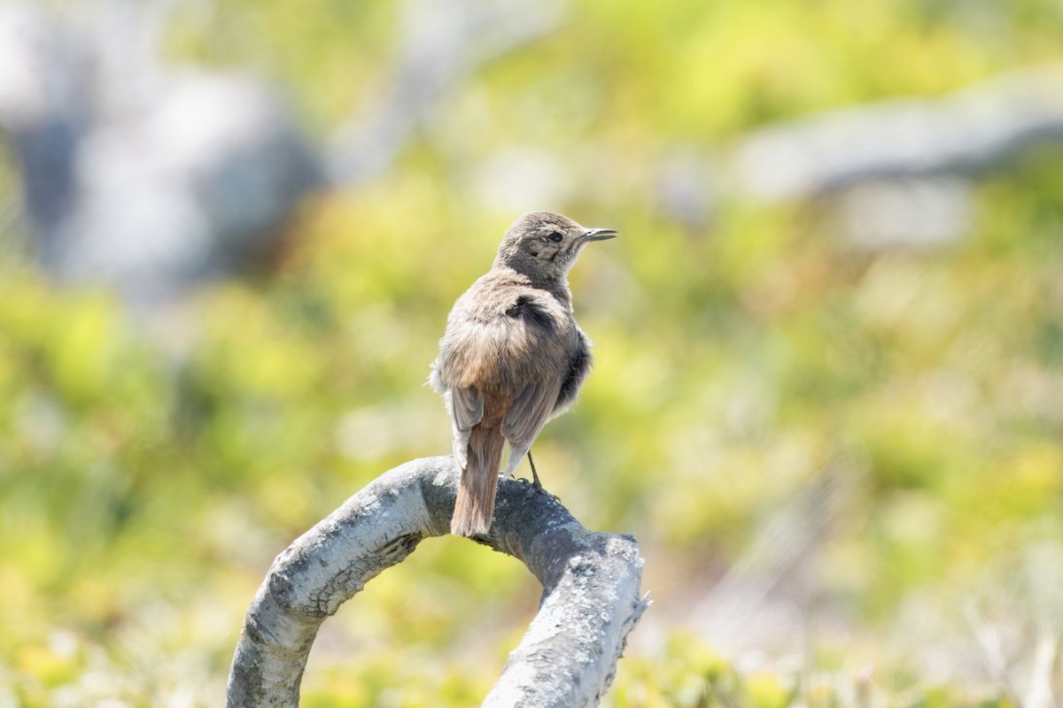 Familiar Chat - ML646229169