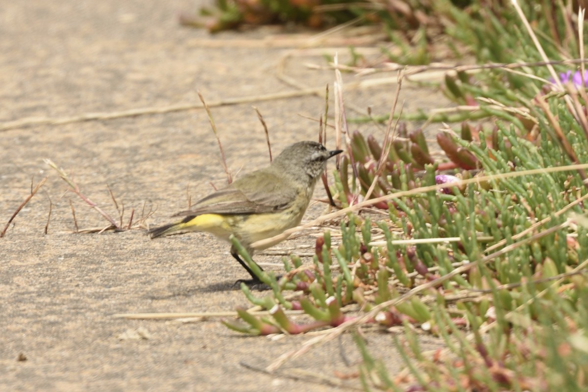 Yellow-rumped Thornbill - ML646229170