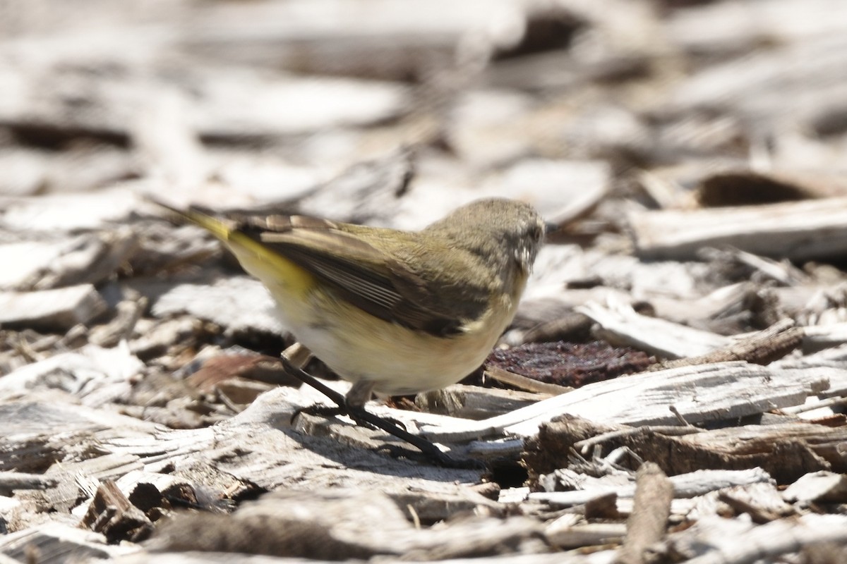 Yellow-rumped Thornbill - ML646229171