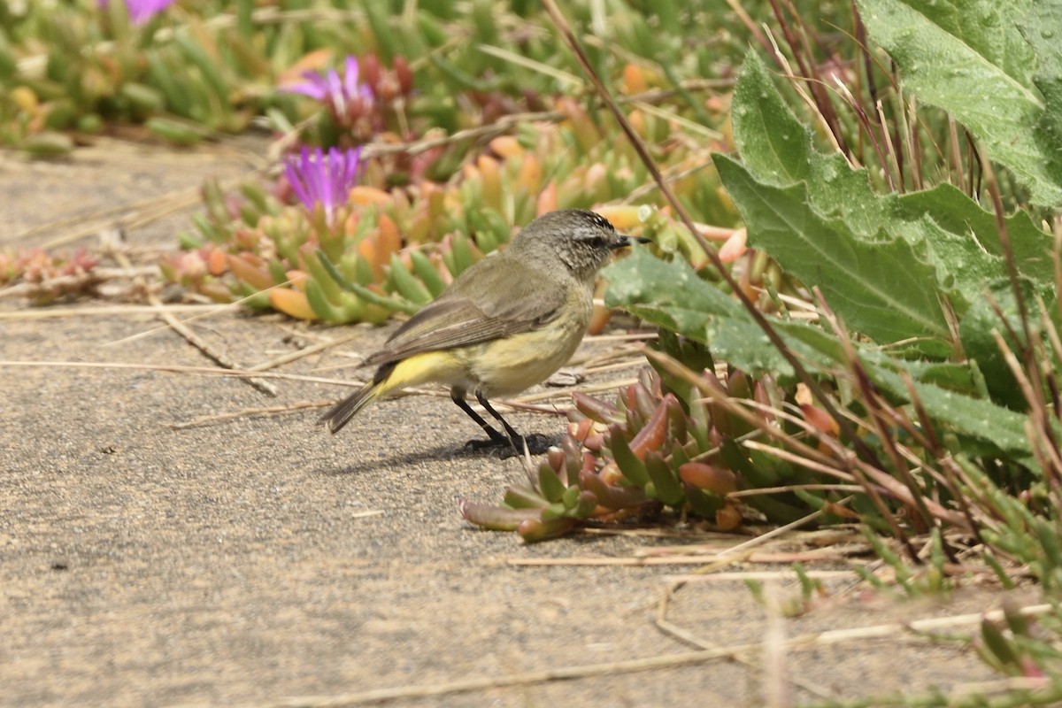 Yellow-rumped Thornbill - ML646229172