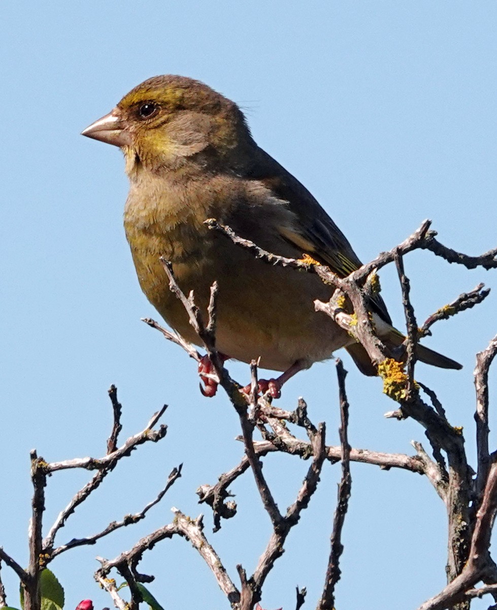 European Greenfinch - ML646229173