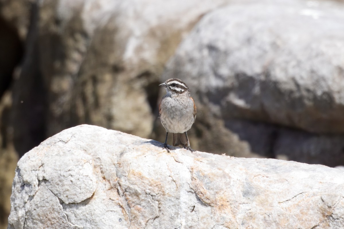 Cape Bunting - ML646229174