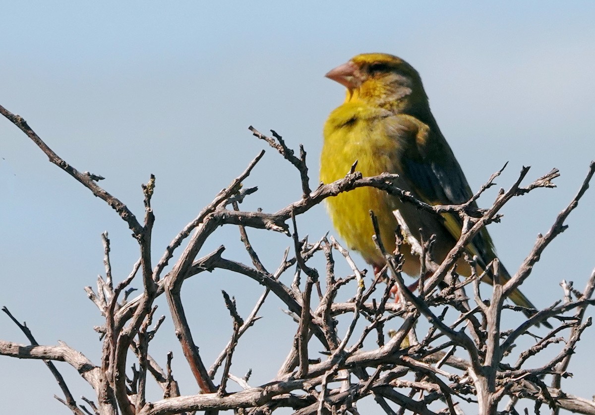 European Greenfinch - ML646229175